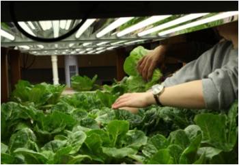 Aquaponic lettuce at Allegheny College